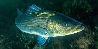 Striped Bass