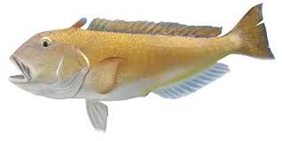 Tilefish