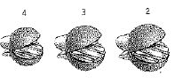 Dolphin Removable Split Shot Sinkers 14pk