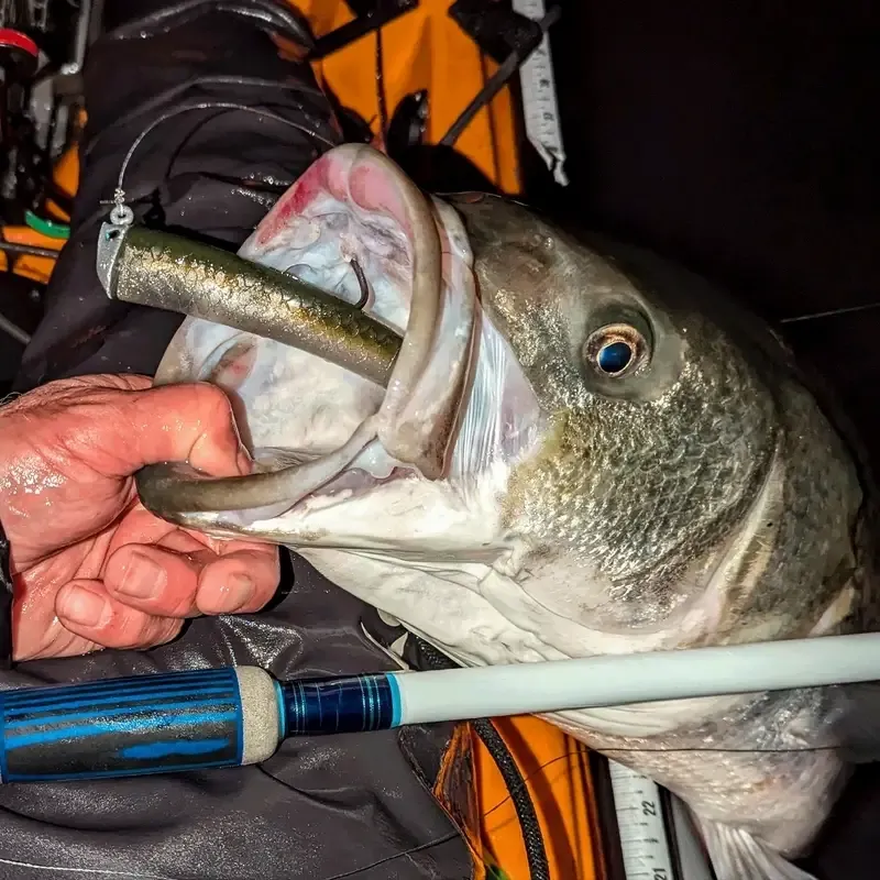 Hogy Charter Grade Protail Swim-Eel 8"