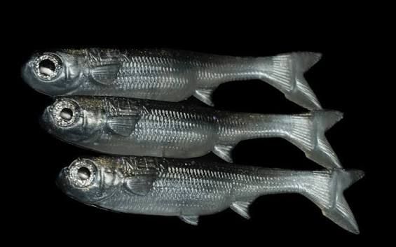 No Live Bait Needed K-Tails, Color: Overcast, Size: 4"