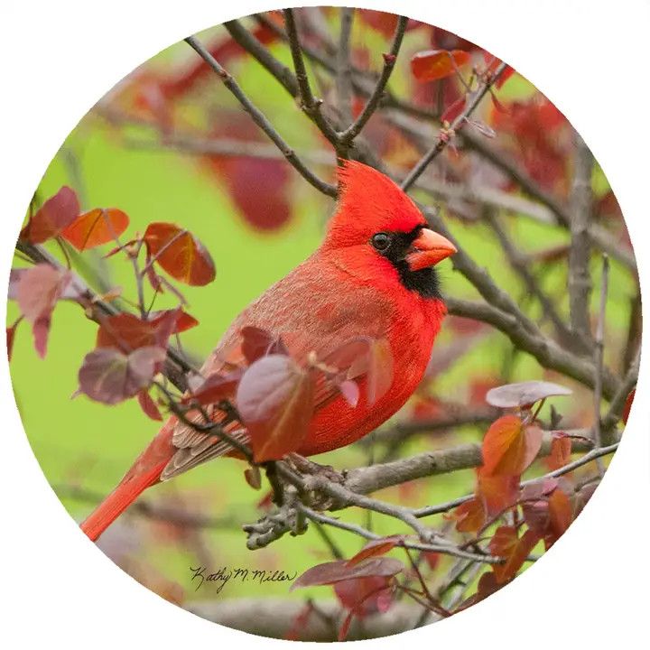 Silicone Jar Opener, Style: KM Cardinal