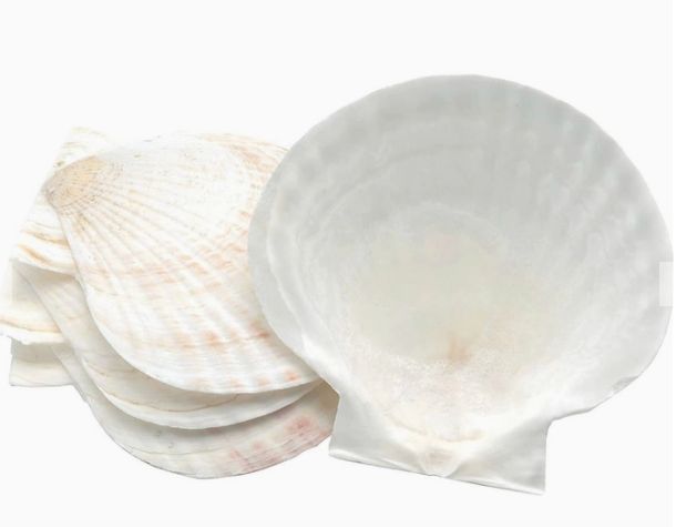 Baking Shells Large pk/4