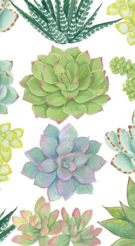 Succulents Paper Guest Towel Napkins - 15 Per Package