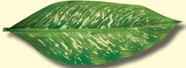Parchment Cheese Leaves – Tropical Leaves Pack of 5