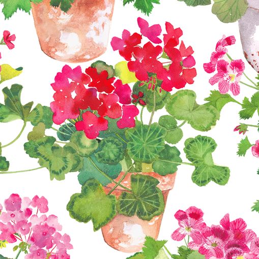 Trailing Geranium Paper Cocktail Napkins in White - 20 Per Package