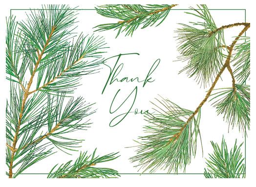 Pine Branches Thank You Note Cards - 8 Note Cards &amp; 8 Envelopes