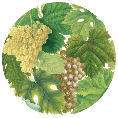 Arbor Round Paper Placemats - 12 Per Package