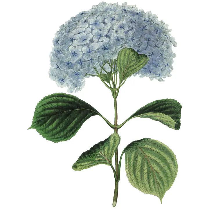 Hydrangea Hand Towel