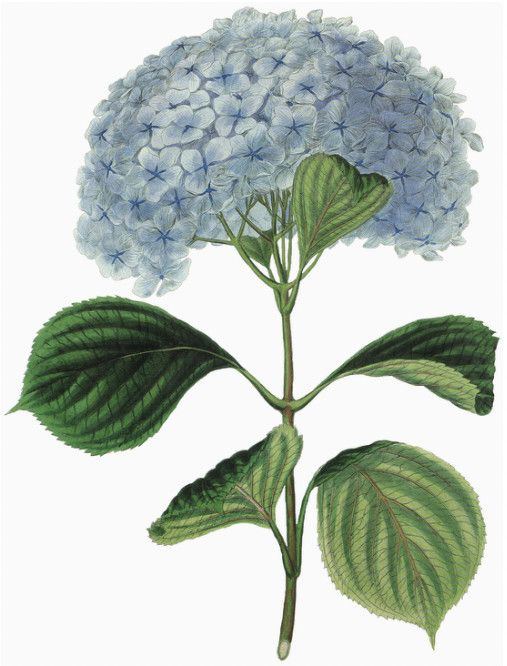 Hydrangea Hand Towel