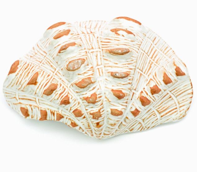 Clam Shell Vase with White and Brown Edge