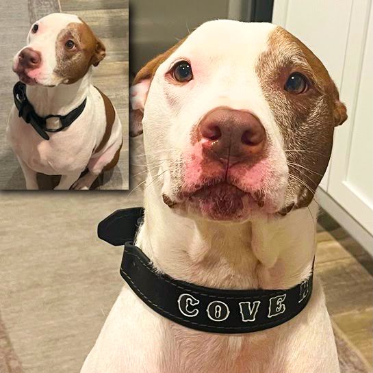 Dog Collars