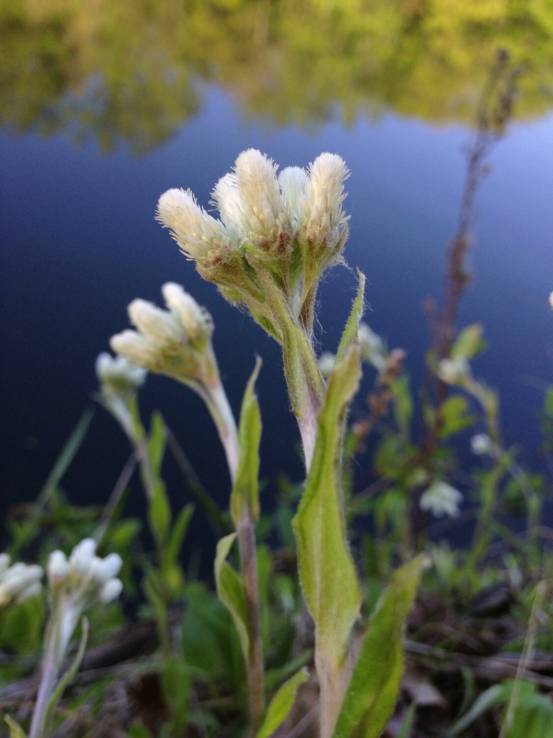 Everlasting - Antennaria plantaginifolia Everlasting - Antennaria plantaginifolia
