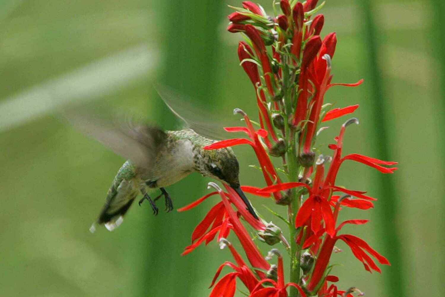 Cardinal Flower - Lobelia cardinalis Cardinal Flower - Lobelia cardinalis
