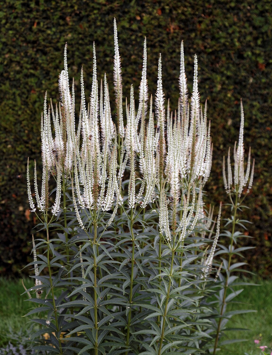 Culver's Root - Veronicastrum virginicum Culver's Root - Veronicastrum virginicum