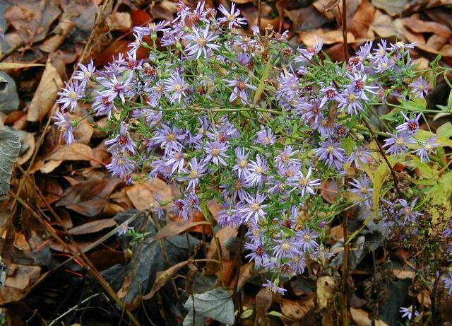 Blue Wood Aster - Aster cordifolius Blue Wood Aster - Aster cordifolius