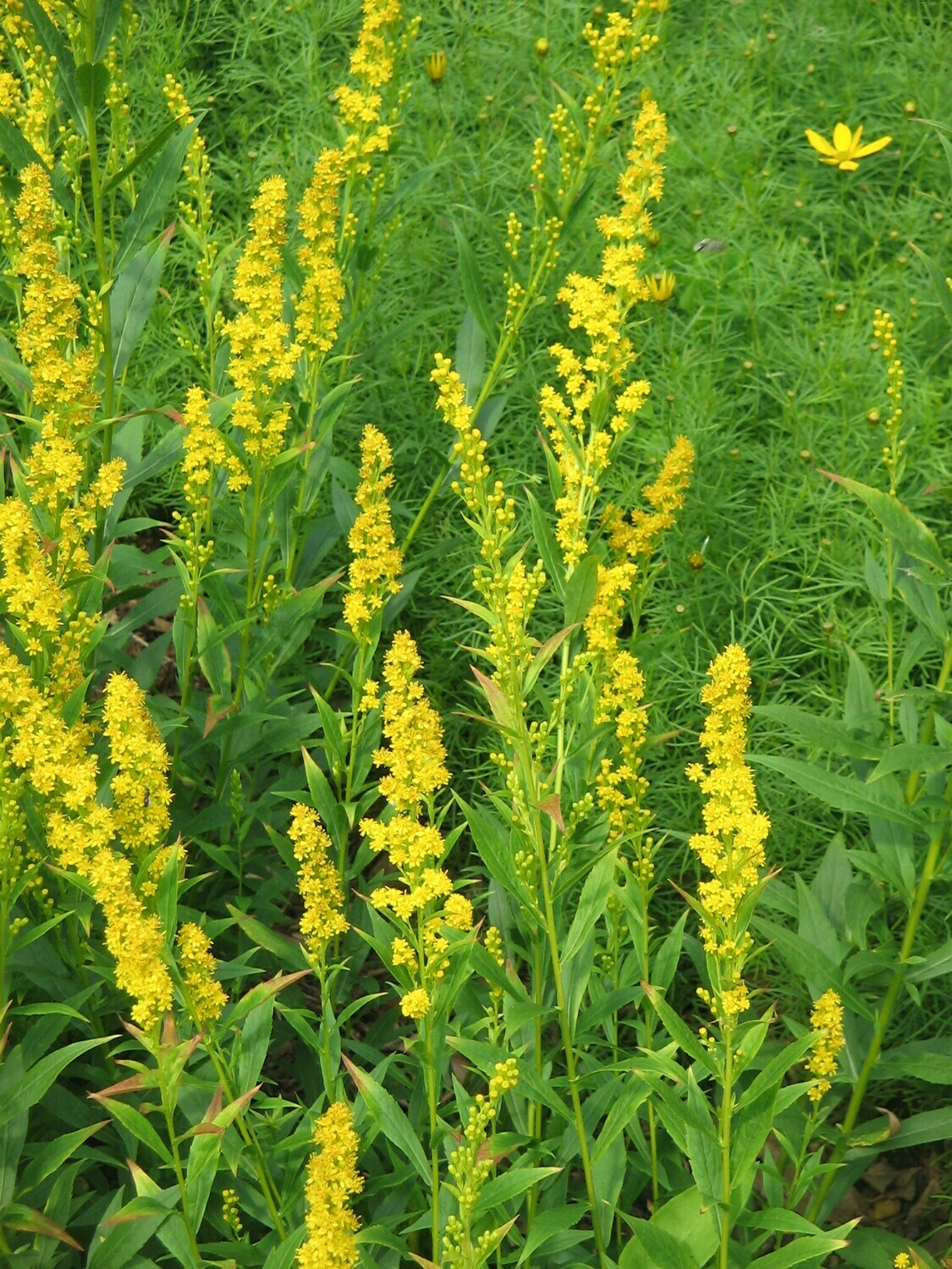 Blue Stem Goldenrod - Solidago caesia Blue Stem Goldenrod - Solidago caesia