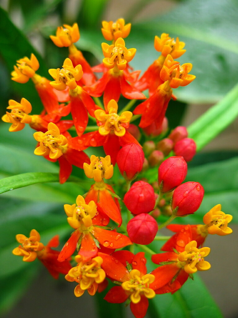 Butterfly Weed - Asclepias tuberosa Butterfly Weed - Asclepias tuberosa