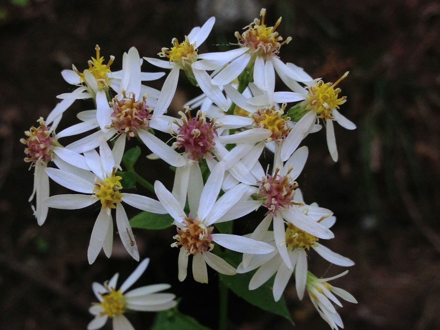 White Wood Aster - Aster divaricatus White Wood Aster - Aster divaricatus