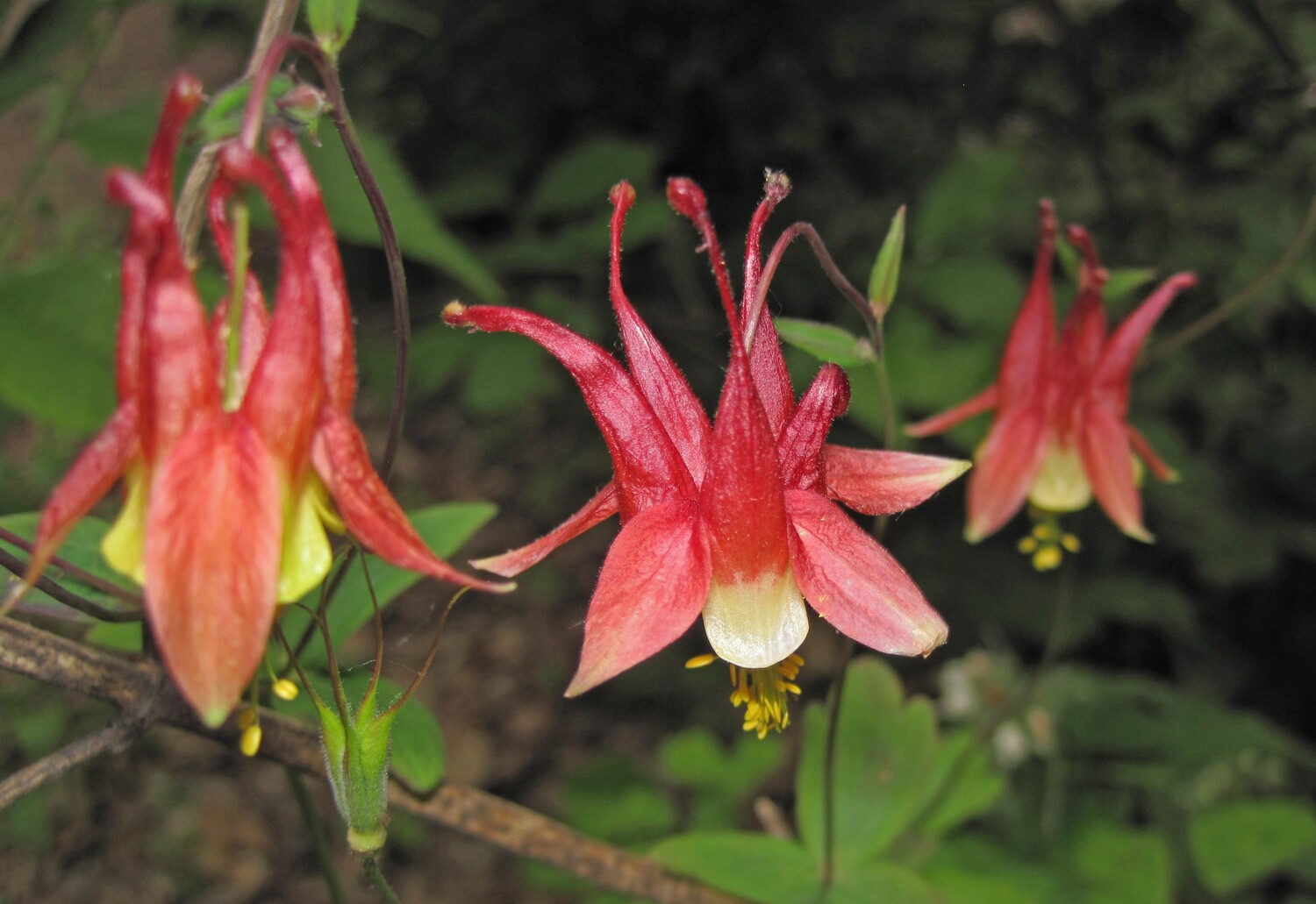 Eastern Red Columbine - Aquilegia canadensis Eastern Red Columbine - Aquilegia canadensis