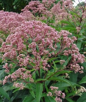Joe Pye Weed - Eupatorium m. 'Gateway' Joe Pye Weed - Eupatorium m. 'Gateway'