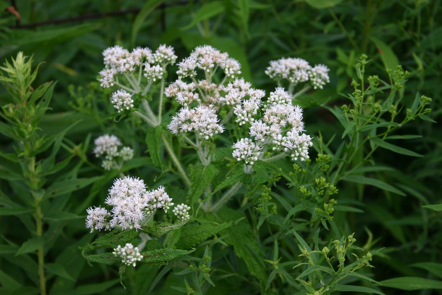 Boneset - Eupatorium perfoliatum Boneset - Eupatorium perfoliatum
