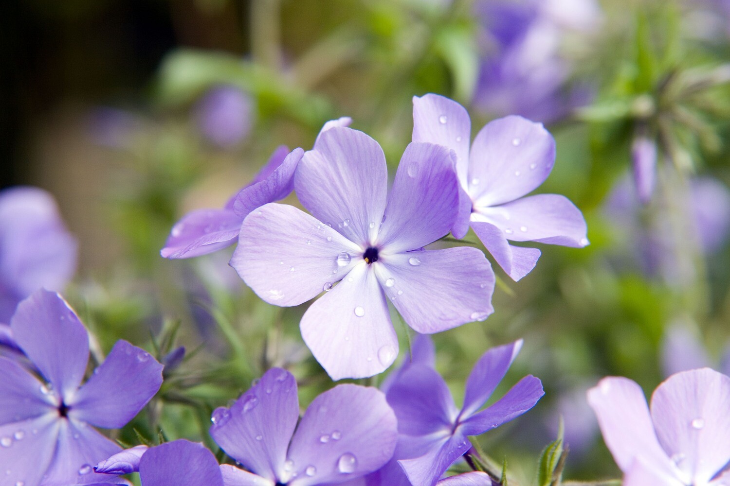 Wild Blue Phlox - Phlox divaricata 'Blue Moon' Wild Blue Phlox - Phlox divaricata 'Blue Moon'