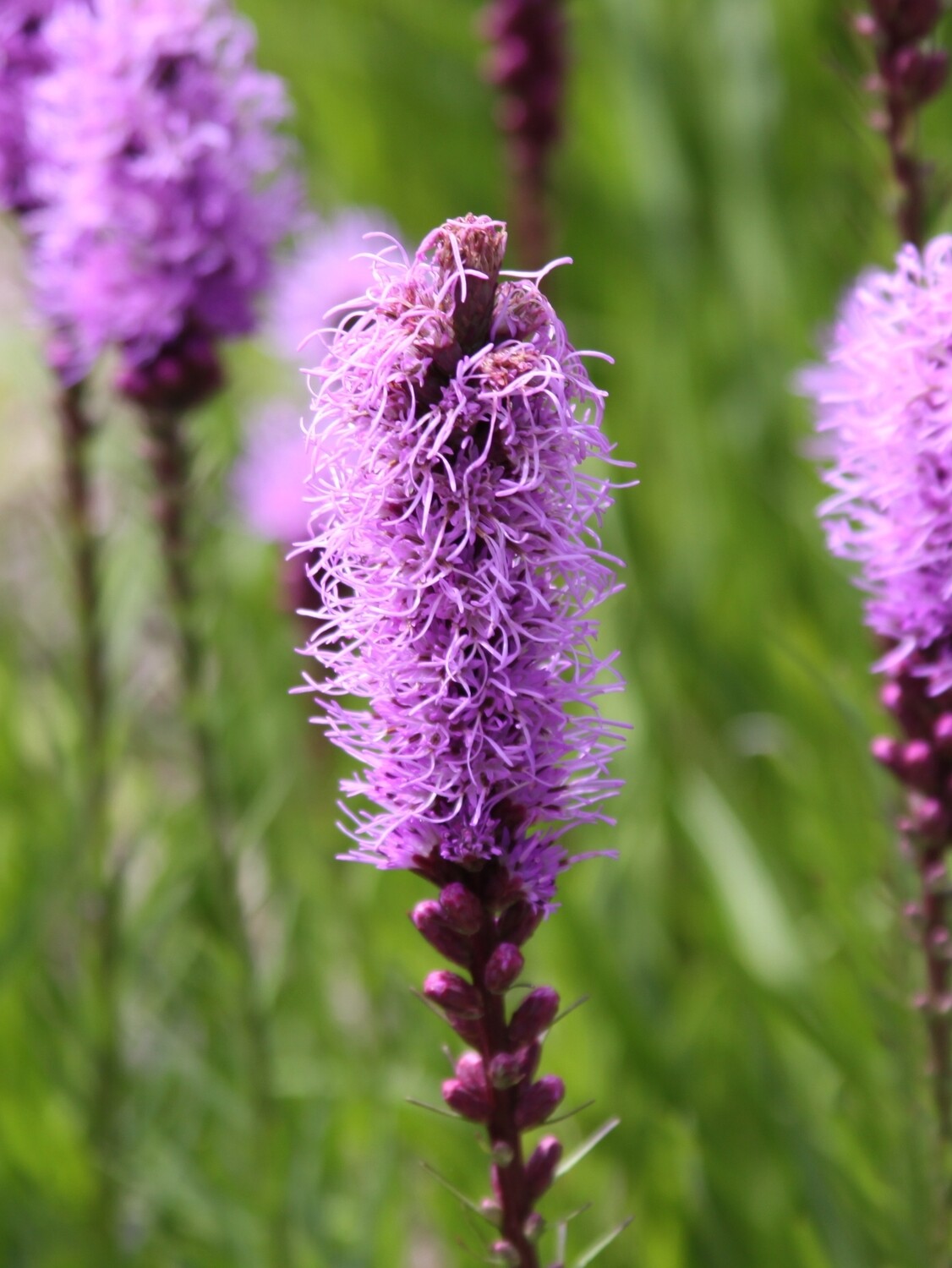 Dense Blazing Star - Liatris spicata Dense Blazing Star - Liatris spicata