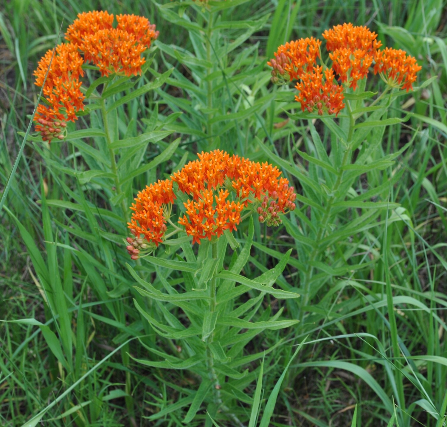 Butterfly Weed - Asclepias tuberosa Butterfly Weed - Asclepias tuberosa