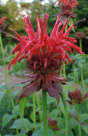 Jacob Cline Bee Balm - Monarda didyma Jacob Cline Bee Balm - Monarda didyma