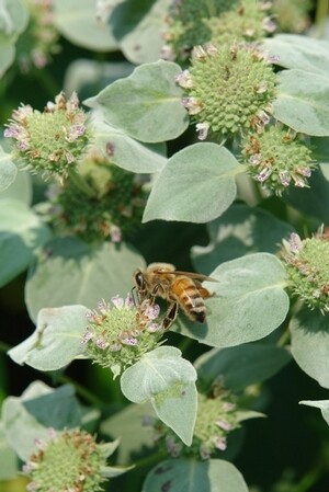 Clustered Mountain Mint - Pycnanthemum muticum Clustered Mountain Mint - Pycnanthemum muticum