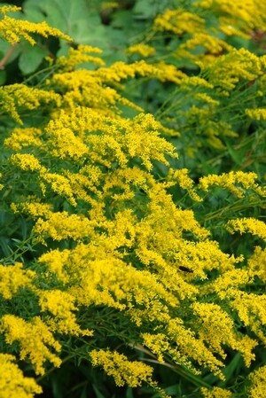 Sweet Goldenrod - Solidago odora Sweet Goldenrod - Solidago odora