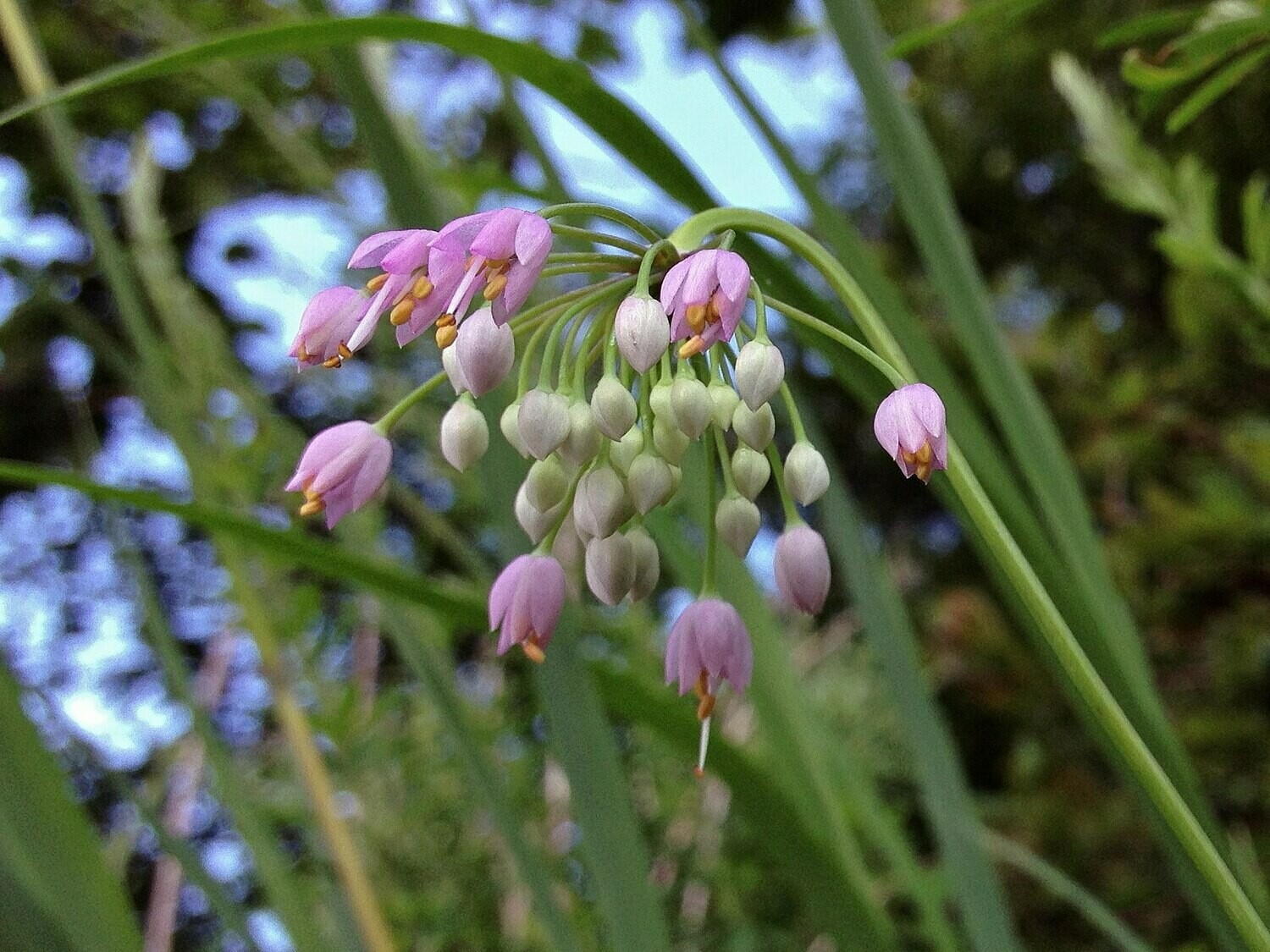 Nodding Onion - Allium cernuum Nodding Onion - Allium cernuum
