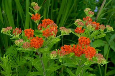 Asclepias tuberosa – Butterfly Weed