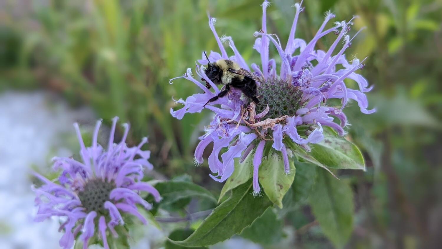 Monarda fistulosa – Wild Bee Balm