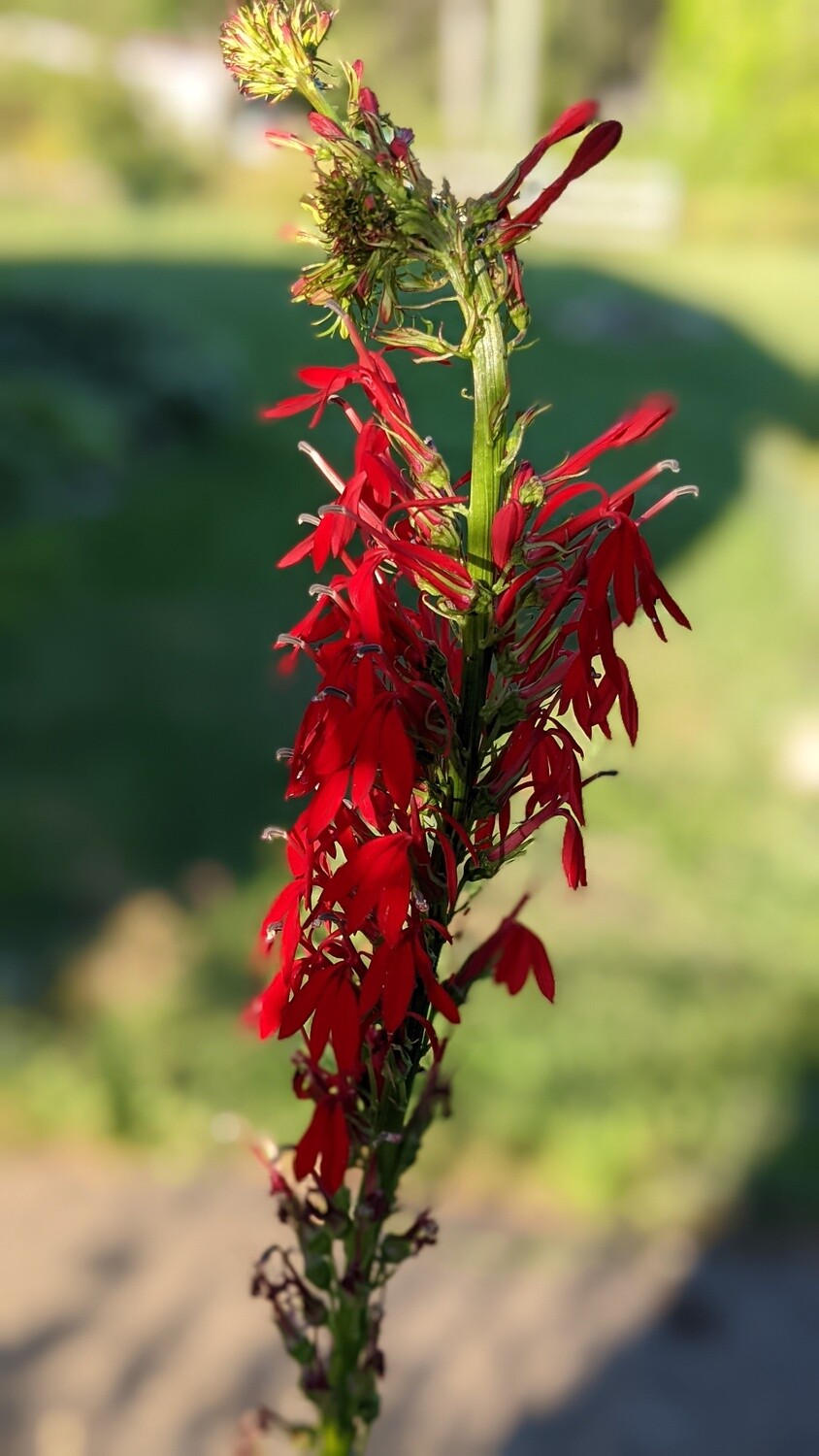 Lobelia cardinalis – Cardinal Flower