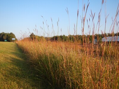Andropogon gerardii - Big Bluestem Grass