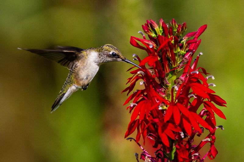 Lobelia cardinalis (Cardinal Flower)