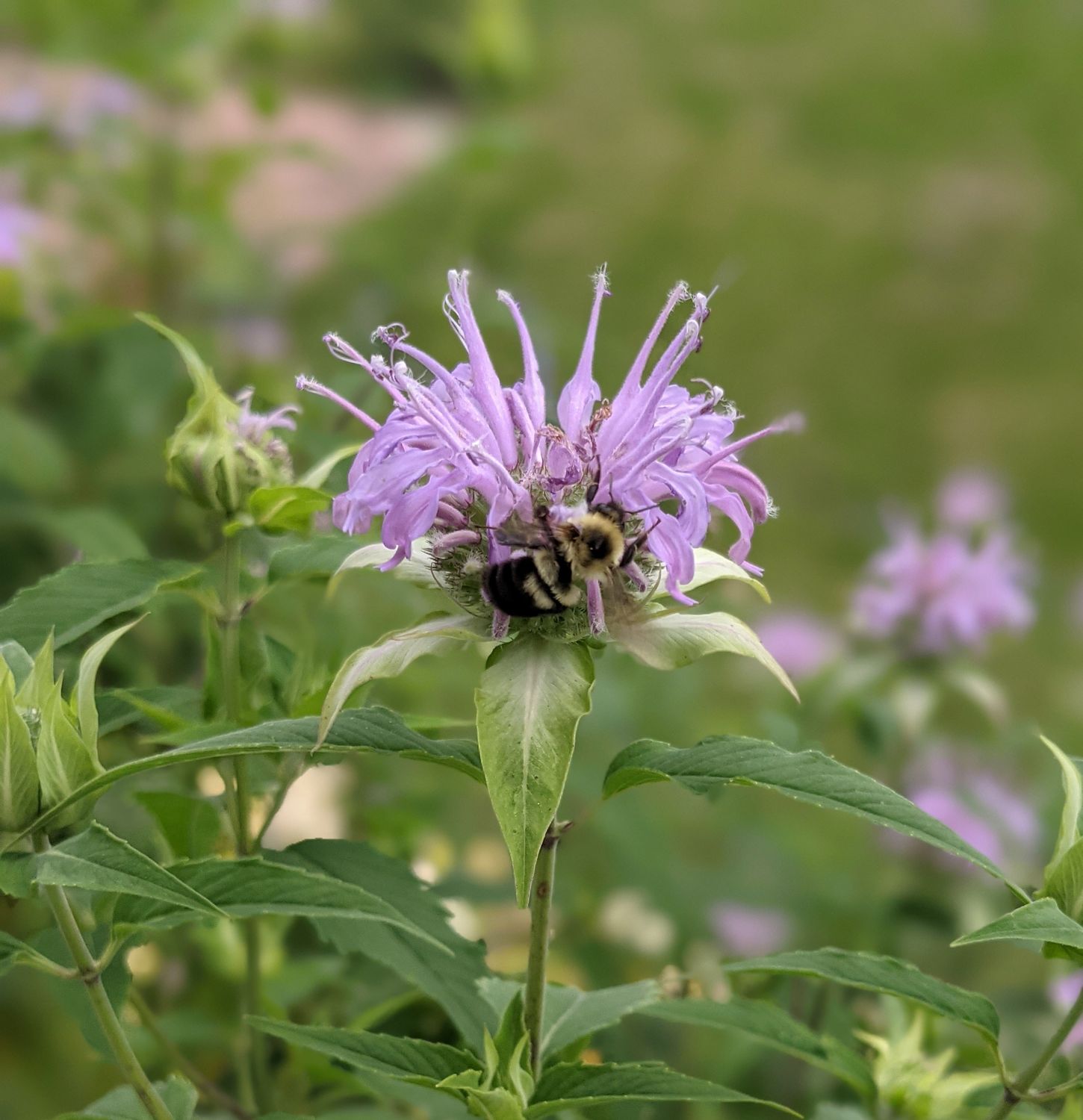 Monarda fistulosa (Wild Bee Balm)