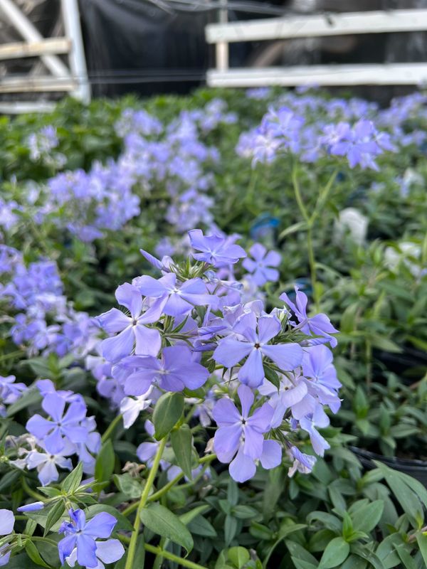 Phlox divaricata ‘Blue Moon’ (Blue Moon Woodland Phlox)