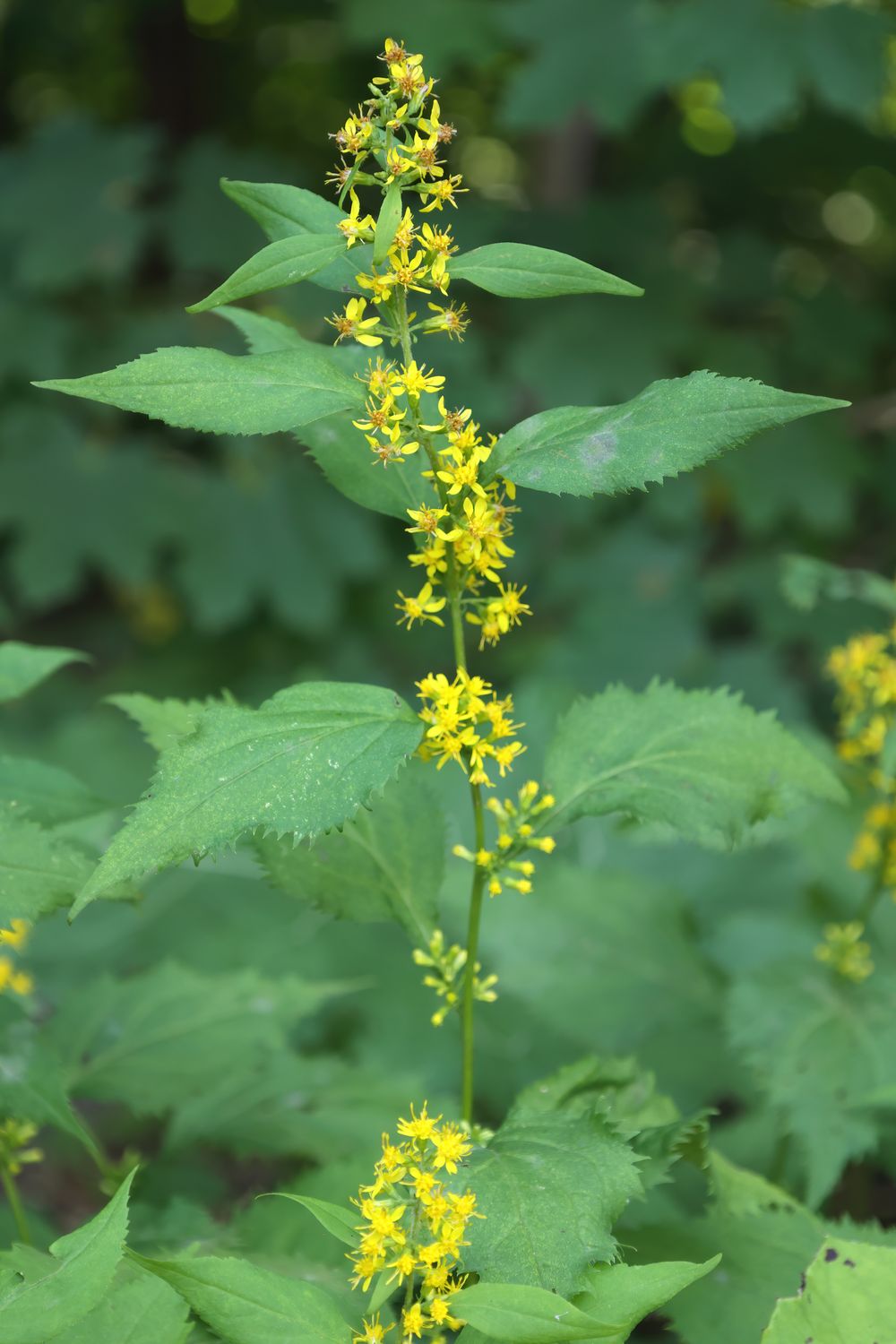Solidago flexicaulis (Zigzag Goldenrod)