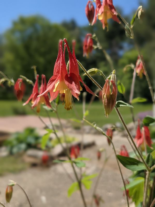 Aquilegia canadensis (Eastern Red Columbine/Wild Columbine) *Deer resistant