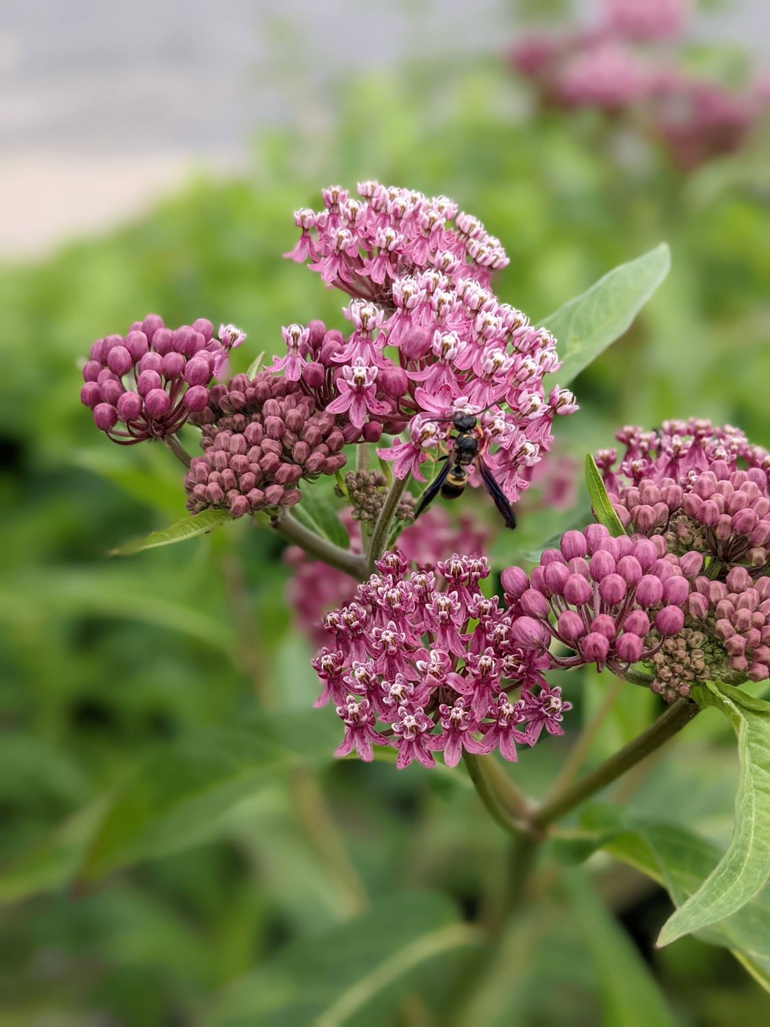 Asclepias incarnata (Swamp Milkweed) *Deer resistant