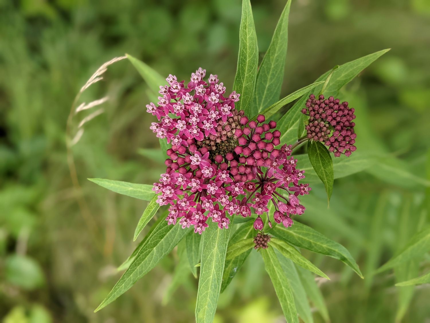 Asclepias incarnata (Swamp Milkweed) *Deer resistant