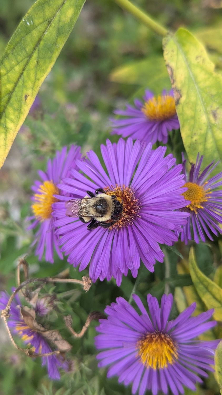 Aster novae-angliae (New England Aster)