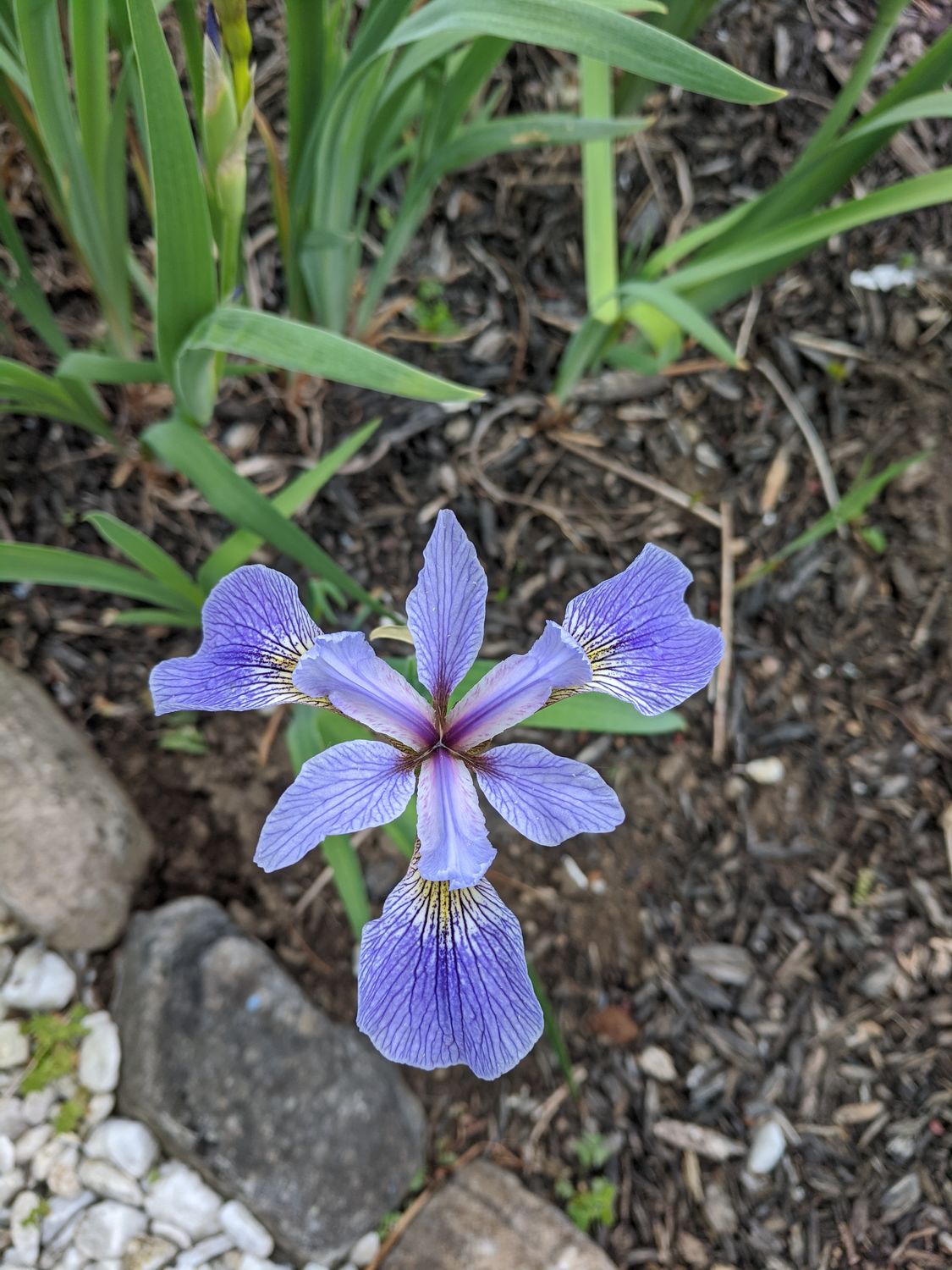 Iris versicolor (Northern Blue Flag)