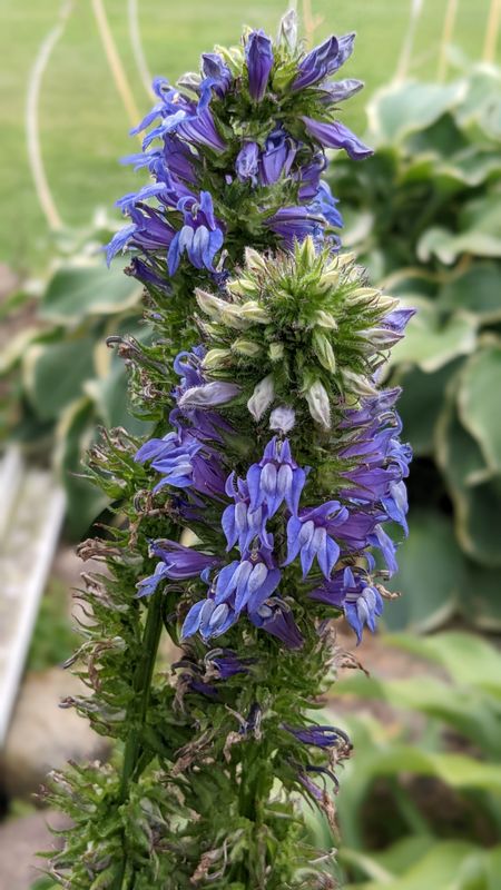 Lobelia siphilictica (Blue Cardinal Flower/Great Blue Lobelia)