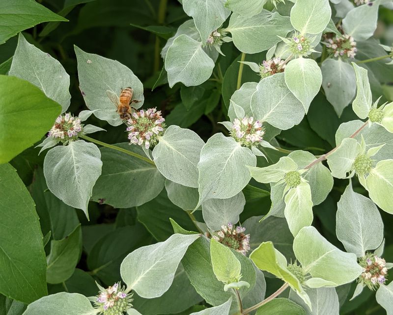 Pycnanthemum muticum (Mountain Mint) *Deer resistant