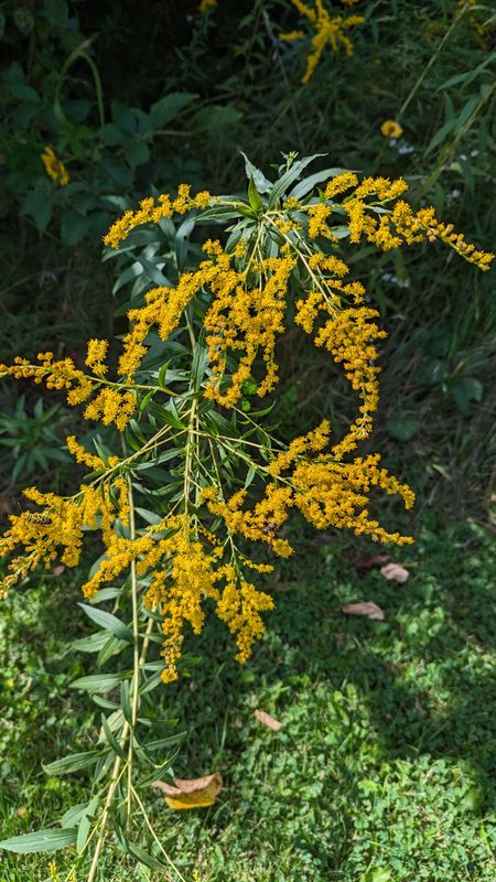 Solidago odora (Sweet Goldenrod/Anise-scented Goldenrod) *Deer resistant