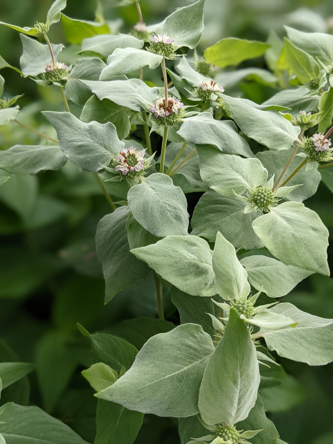 Pycnanthemum muticum (Mountain Mint) *Deer resistant